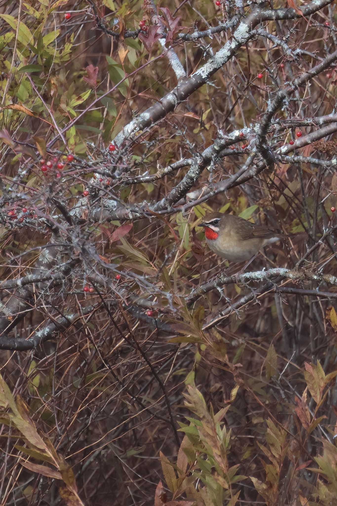 Siberian Rubythroat