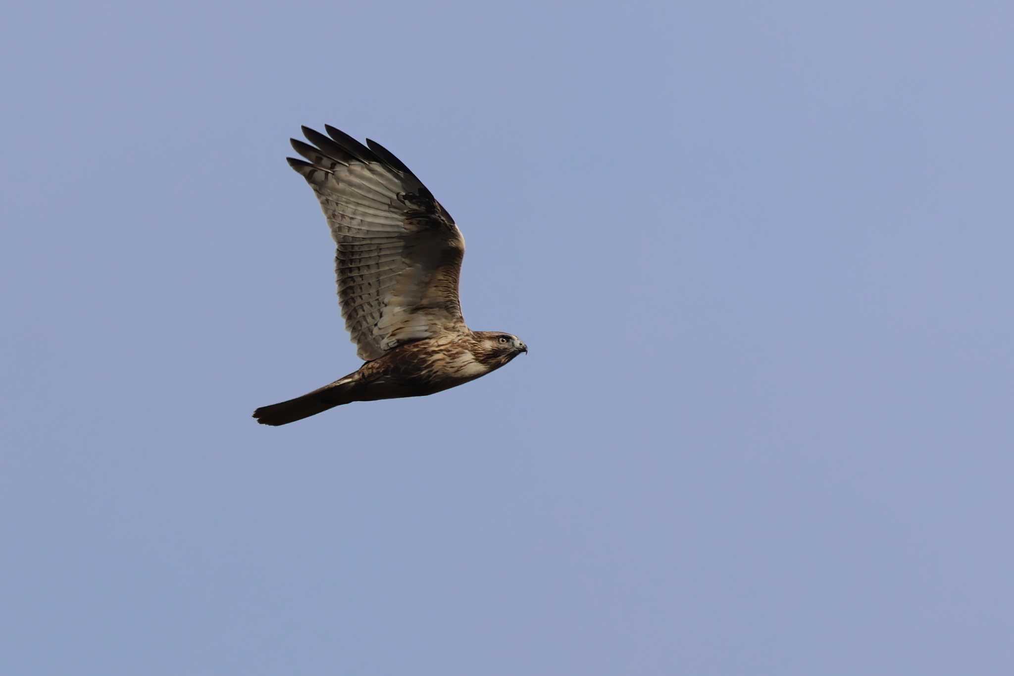 Eastern Buzzard