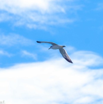 Black-tailed Gull 城南島海浜公園 Tue, 10/10/2023