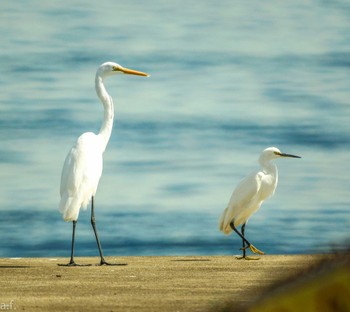 ダイサギ 城南島海浜公園 2023年10月10日(火)