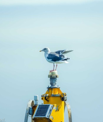 ウミネコ 城南島海浜公園 2023年10月10日(火)