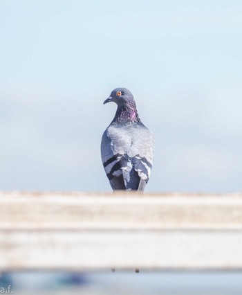 Rock Dove 城南島海浜公園 Tue, 10/10/2023