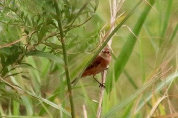 Amur Stonechat 和歌山市紀ノ川 Sat, 9/22/2018