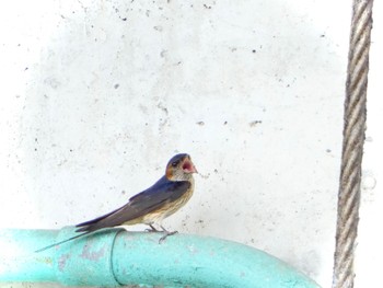 Red-rumped Swallow 布目ダム Sat, 7/22/2023