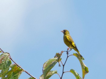 Grey-capped Greenfinch 布目ダム Sat, 7/22/2023