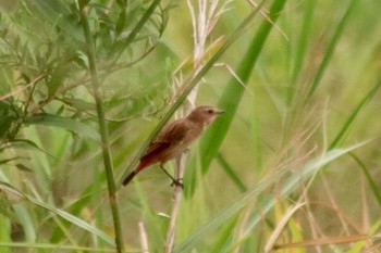 Amur Stonechat 和歌山市紀ノ川 Sat, 9/22/2018