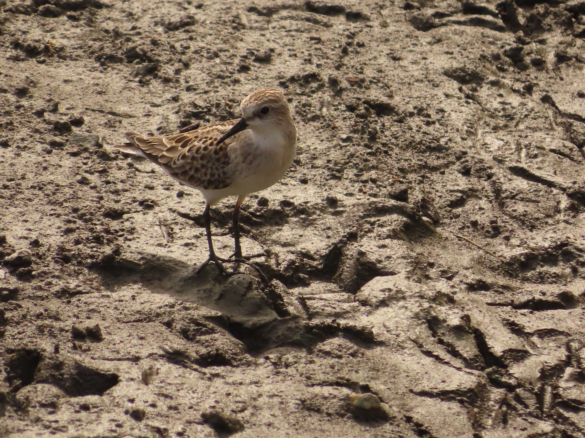 Red-necked Stint