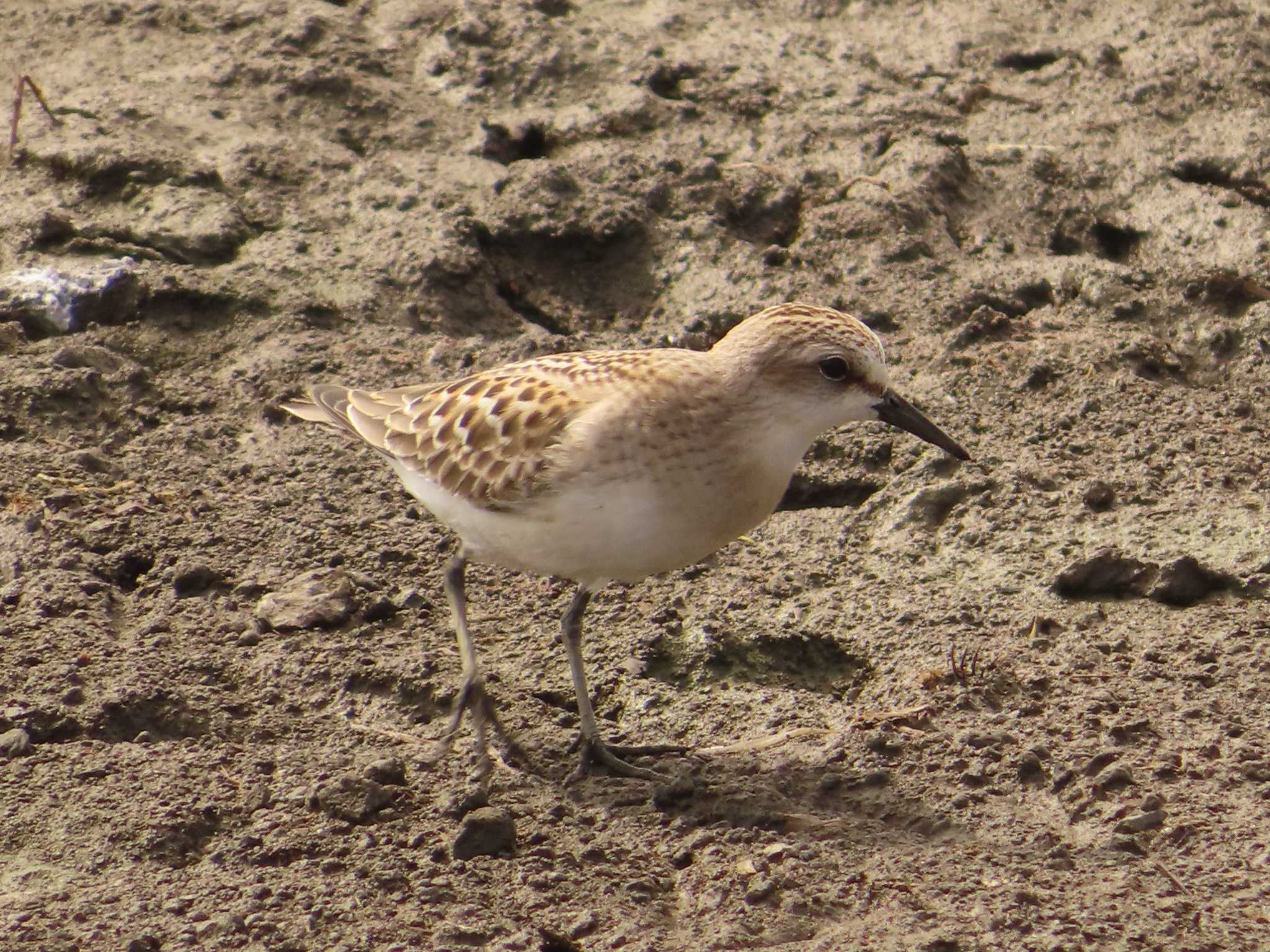 Red-necked Stint