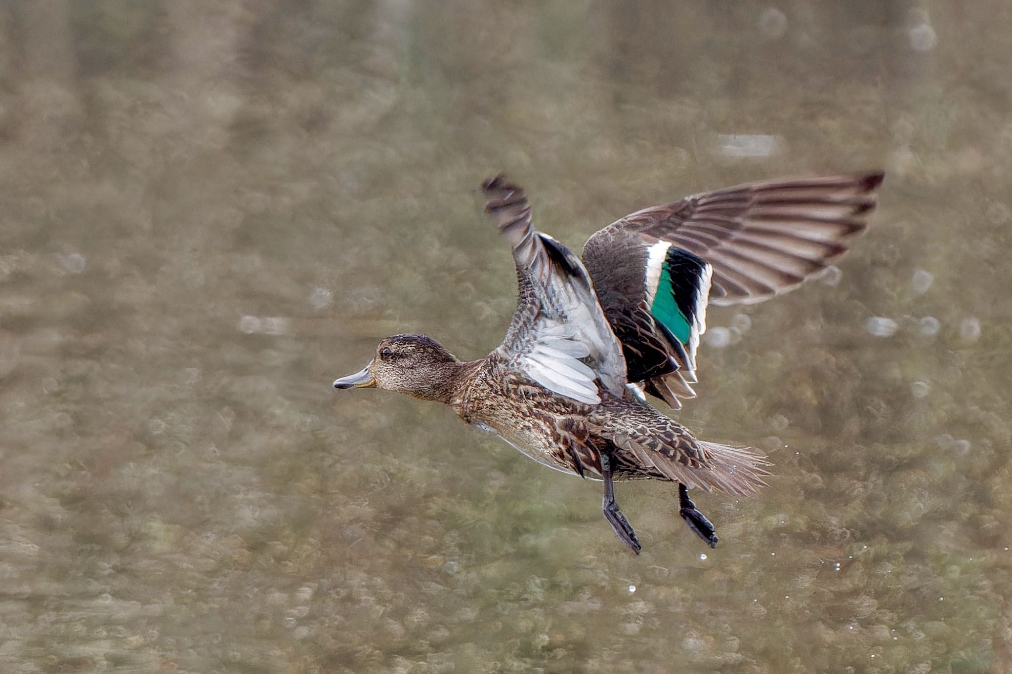 Eurasian Teal