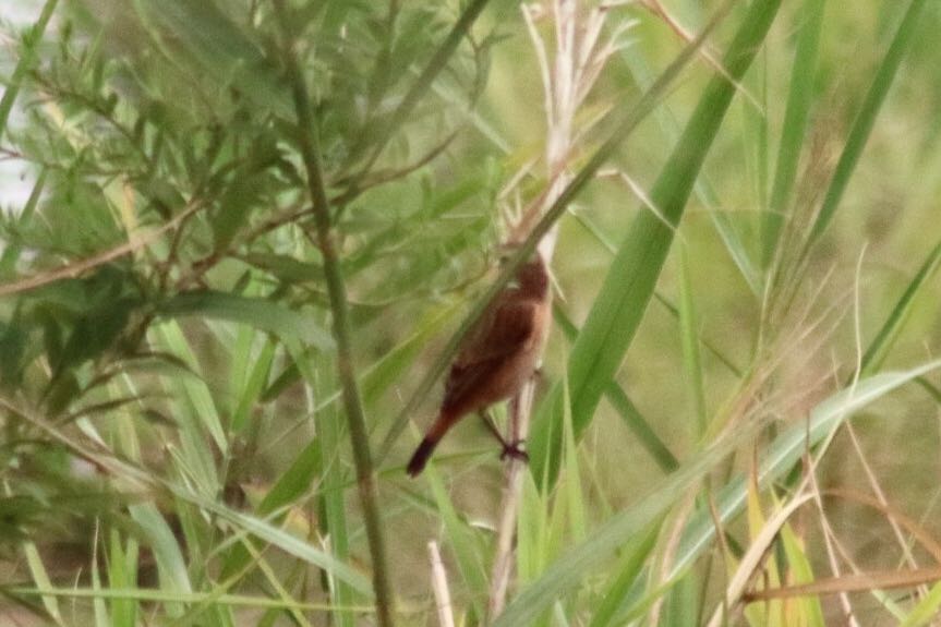 Amur Stonechat