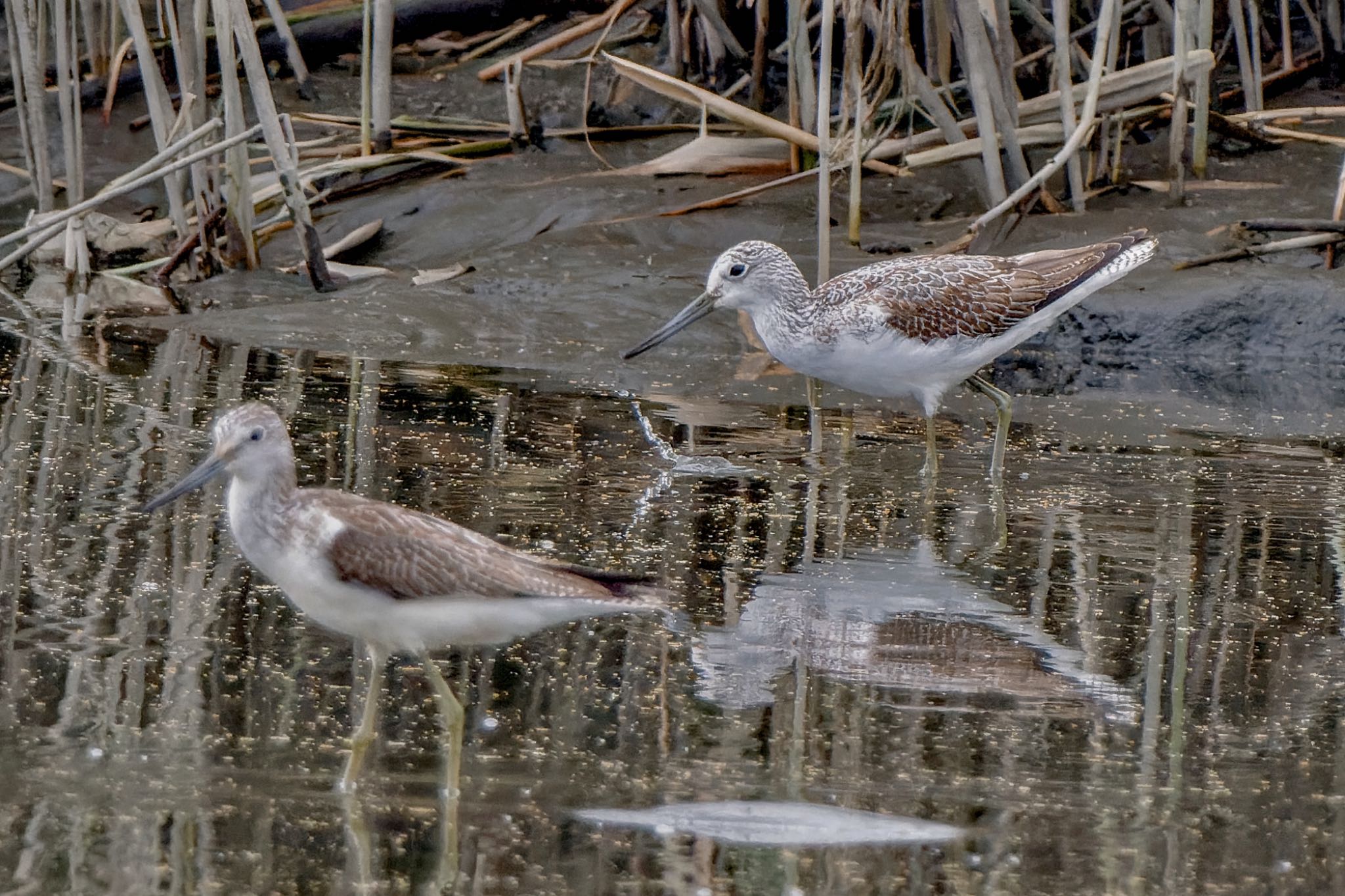 Common Greenshank