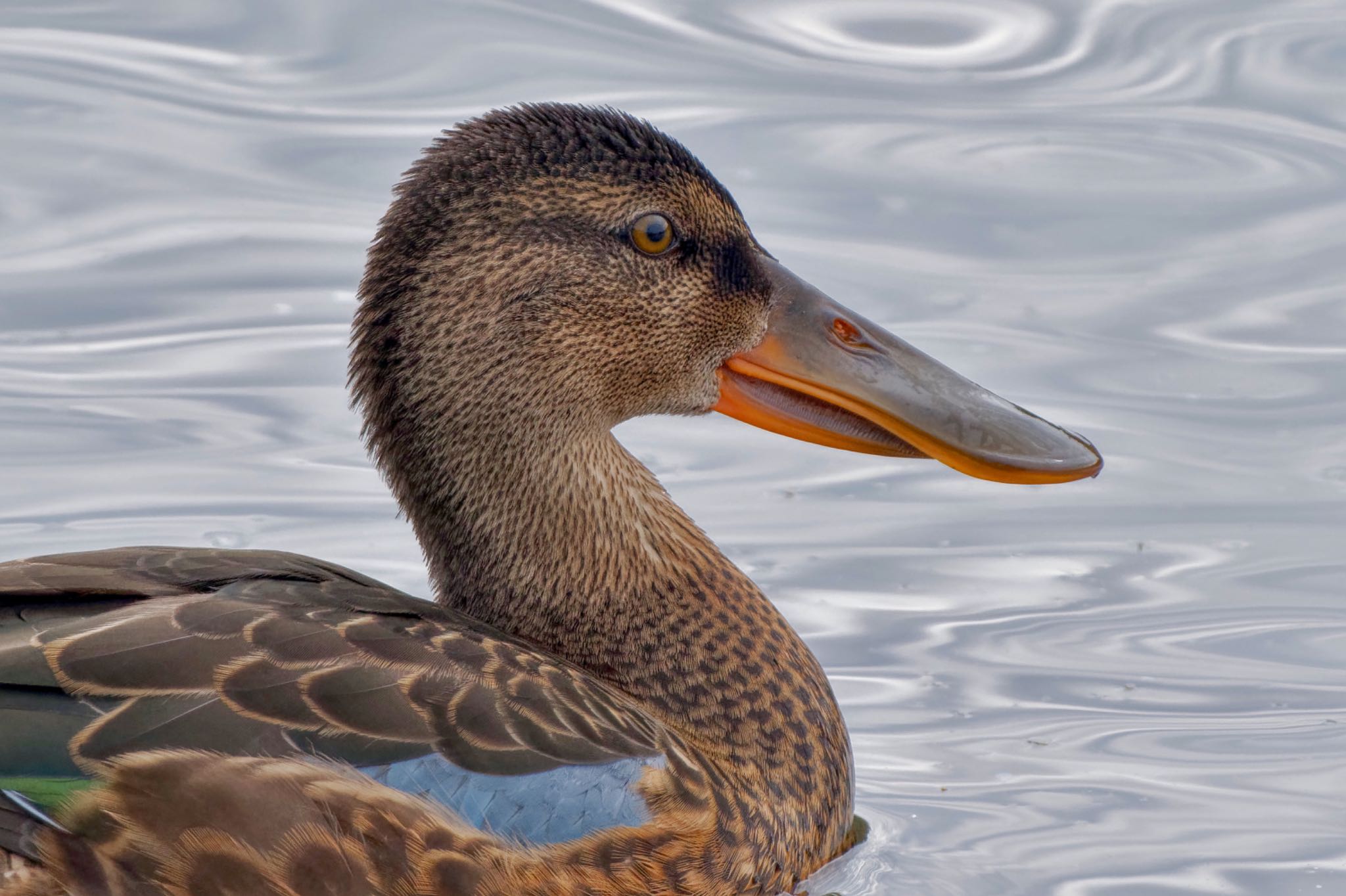 Northern Shoveler