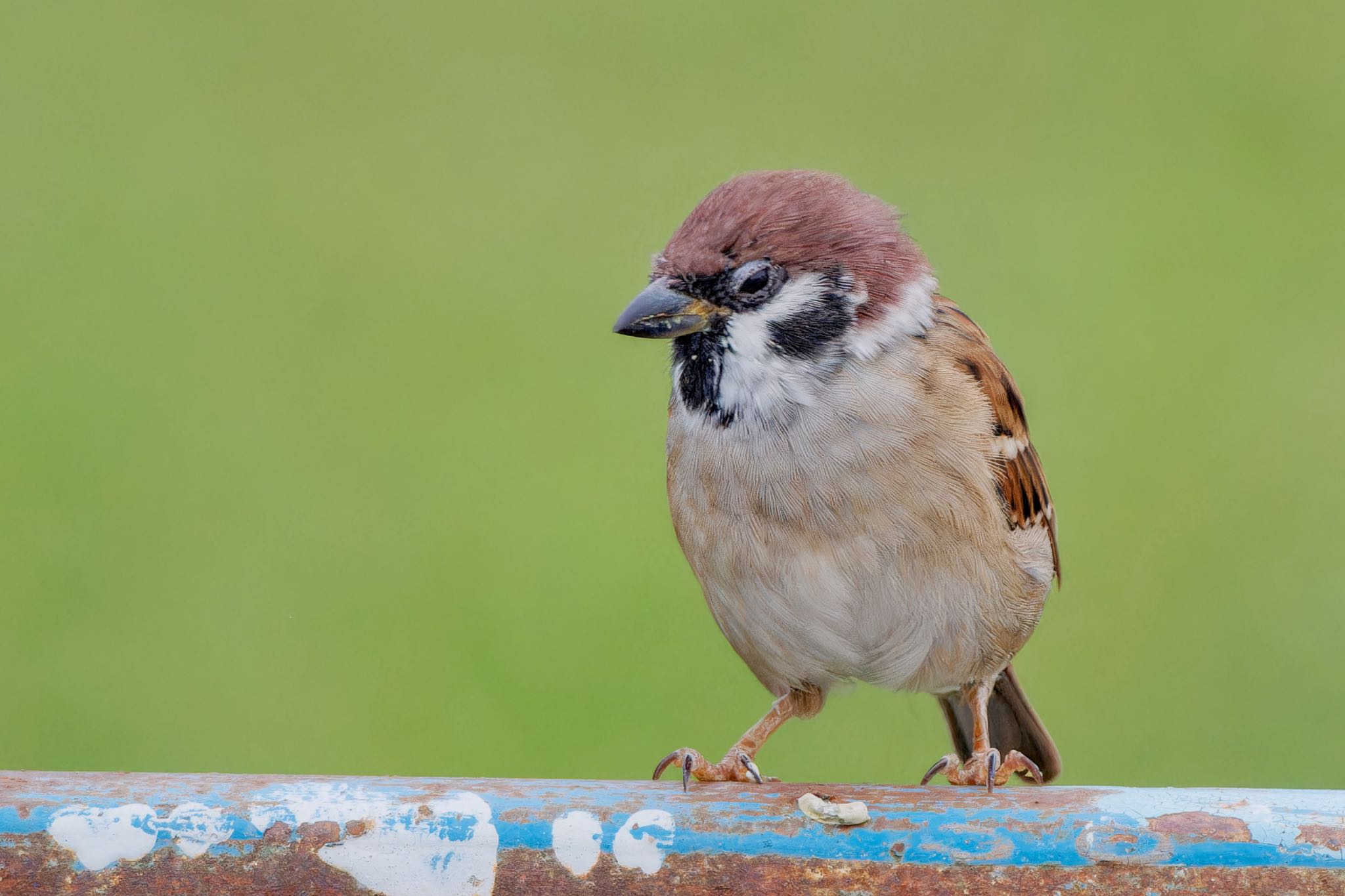 Eurasian Tree Sparrow