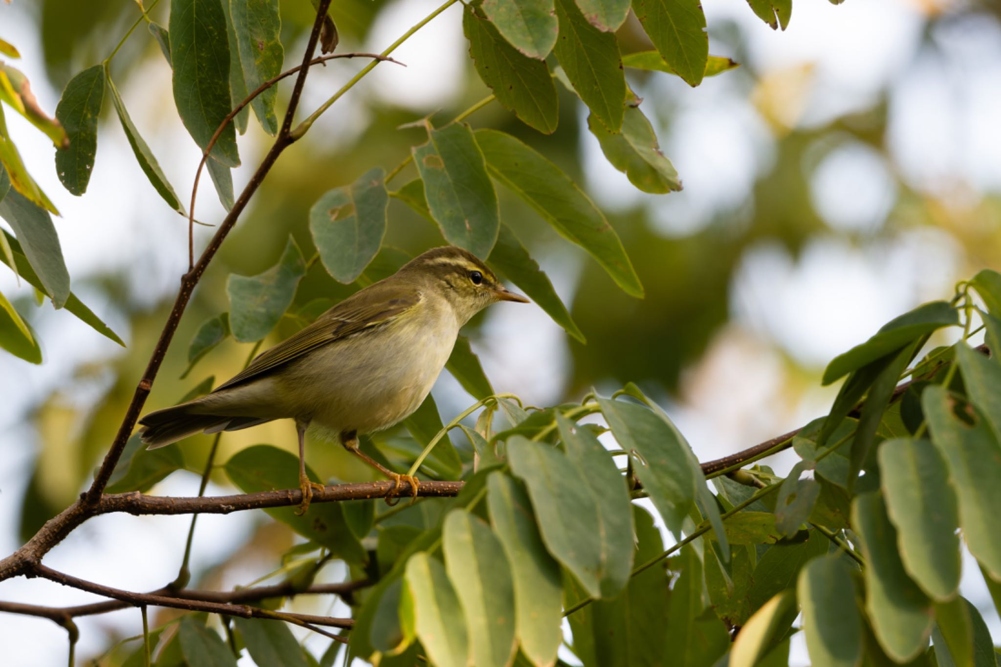Photo of Japanese Leaf Warbler at 新潟市西区 by ぽちゃっこ