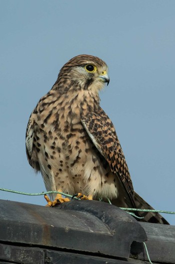 Common Kestrel 京都府木津川市 Sun, 9/23/2018