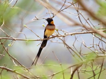 Long-tailed Paradise Whydah