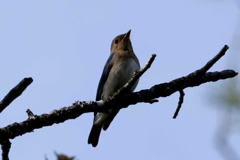 2023年10月13日(金) 和泉葛城山の野鳥観察記録