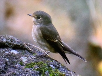 Dark-sided Flycatcher Kasai Rinkai Park Fri, 10/13/2023