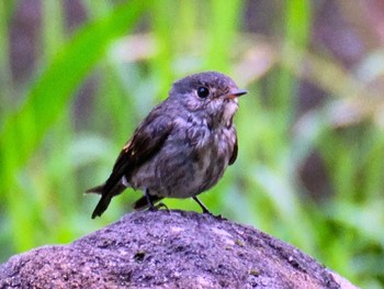 Dark-sided Flycatcher Kasai Rinkai Park Fri, 10/13/2023