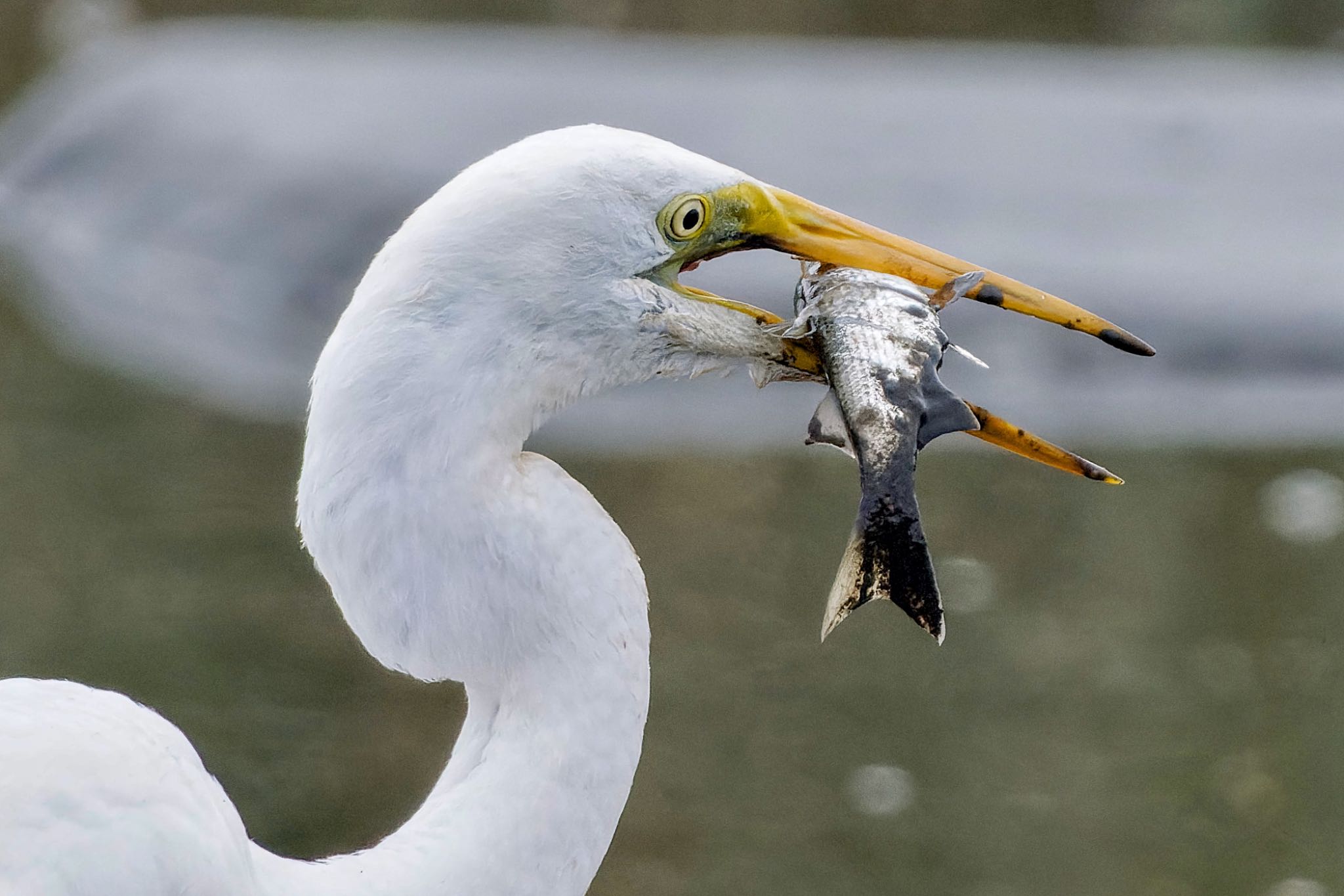 Great Egret