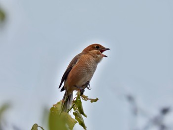 Bull-headed Shrike 波志江沼 Sun, 10/8/2023