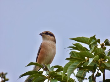 Bull-headed Shrike 波志江沼 Sun, 10/8/2023