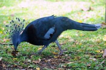 Scheepmaker's Crowned Pigeon パプアニューギニア Tue, 9/20/2011