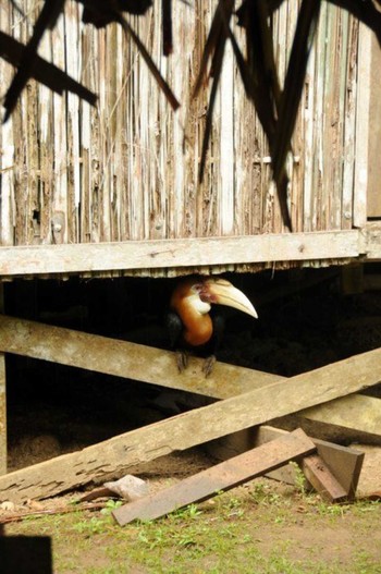 Blyth's Hornbill パプアニューギニア Tue, 9/20/2011