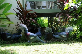 Scheepmaker's Crowned Pigeon パプアニューギニア Tue, 9/20/2011