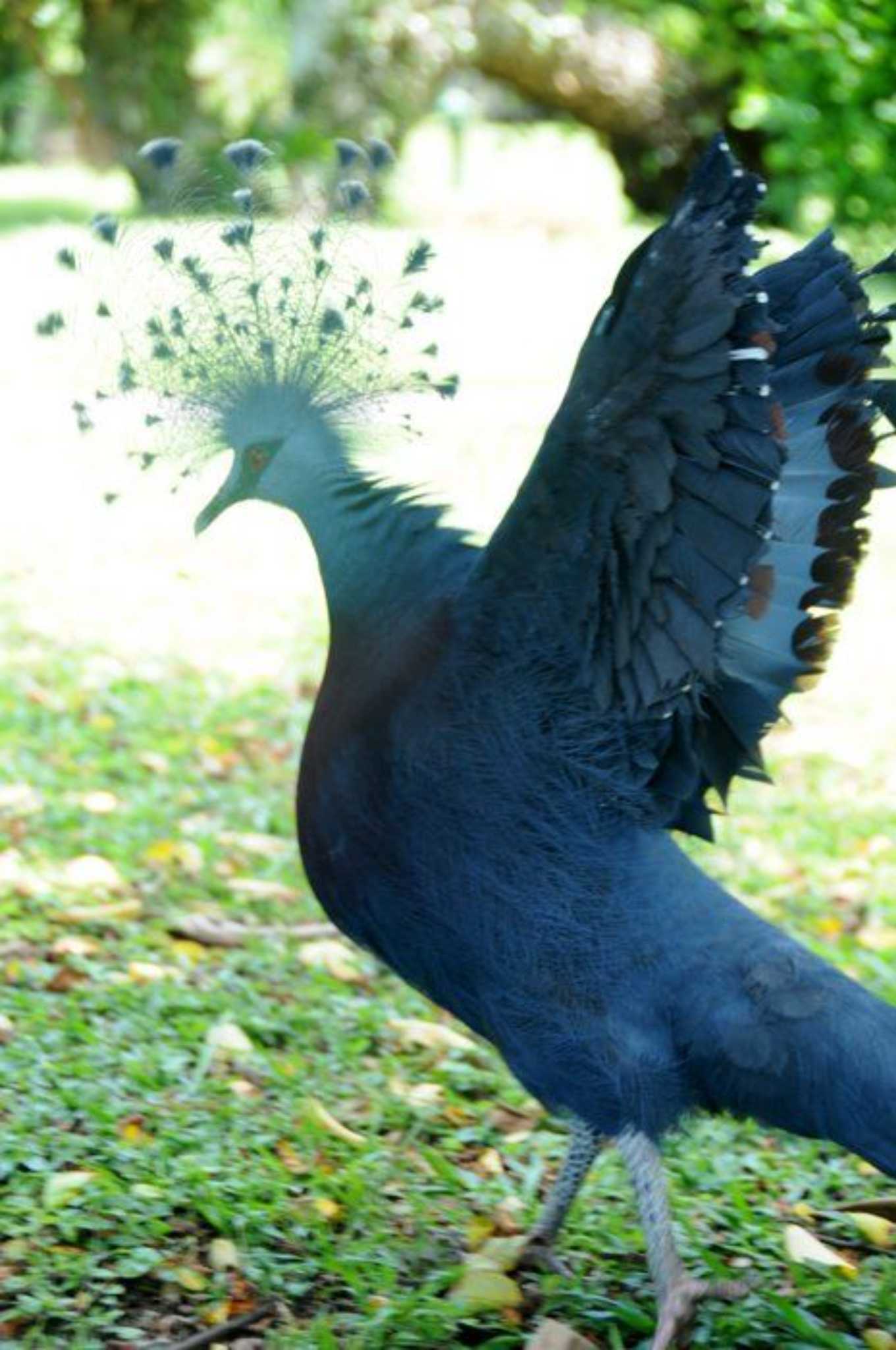 Photo of Scheepmaker's Crowned Pigeon at パプアニューギニア by okamooo