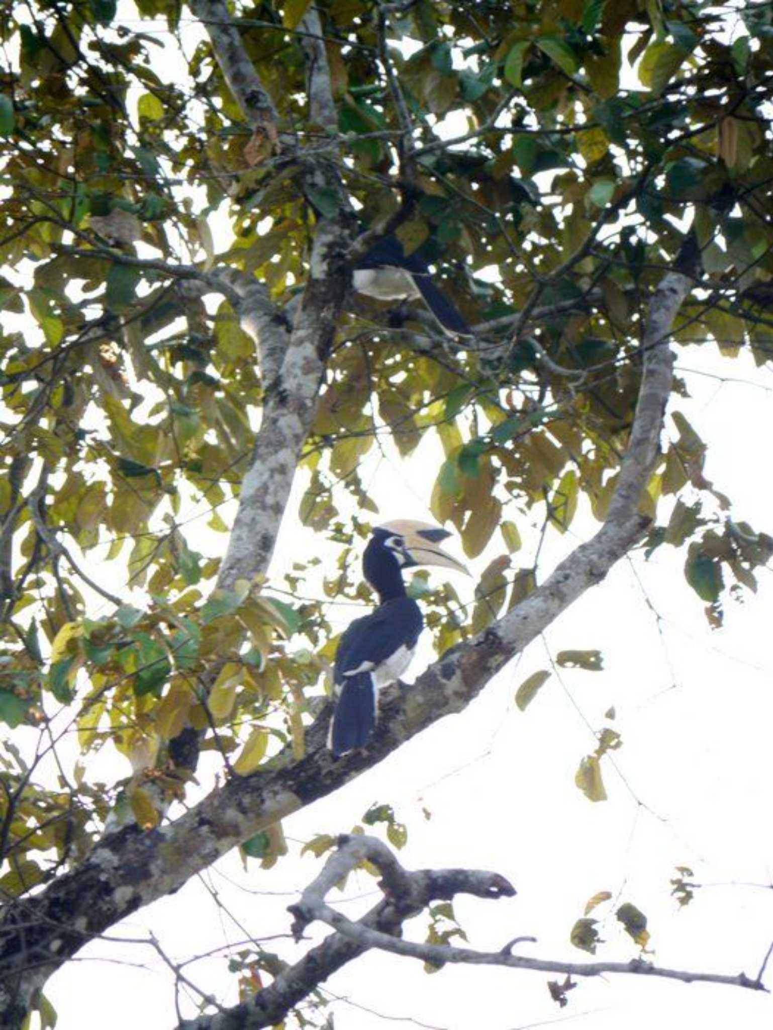 Photo of Oriental Pied Hornbill at ボルネオ by okamooo