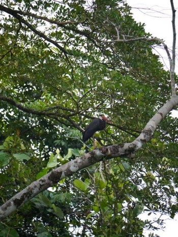 2012年10月1日(月) ボルネオの野鳥観察記録