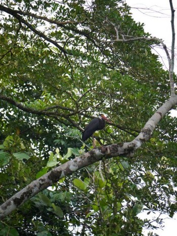 Mon, 10/1/2012 Birding report at ボルネオ