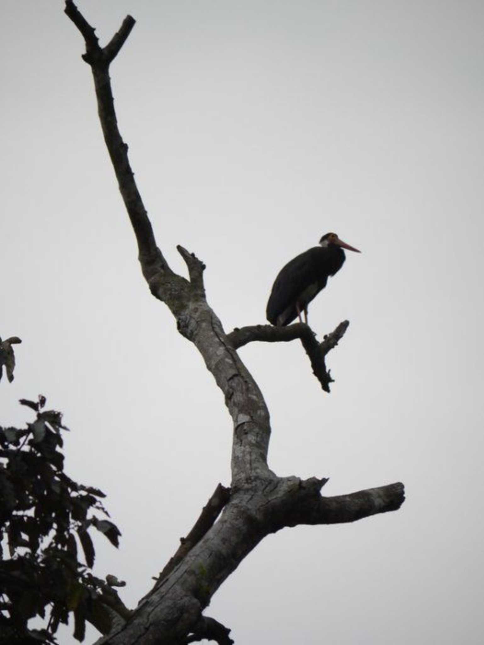 Photo of Asian Woolly-necked Stork at ボルネオ by okamooo