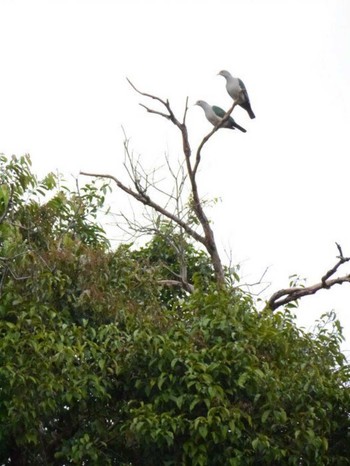 Green Imperial Pigeon ボルネオ Mon, 10/1/2012