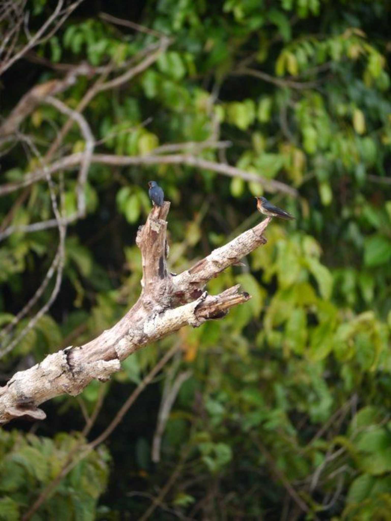 Photo of Pacific Swallow at ボルネオ by okamooo