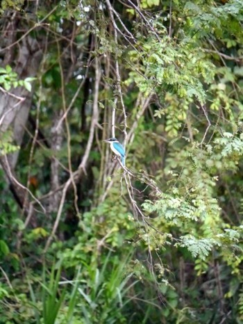 Collared Kingfisher ボルネオ Mon, 10/1/2012