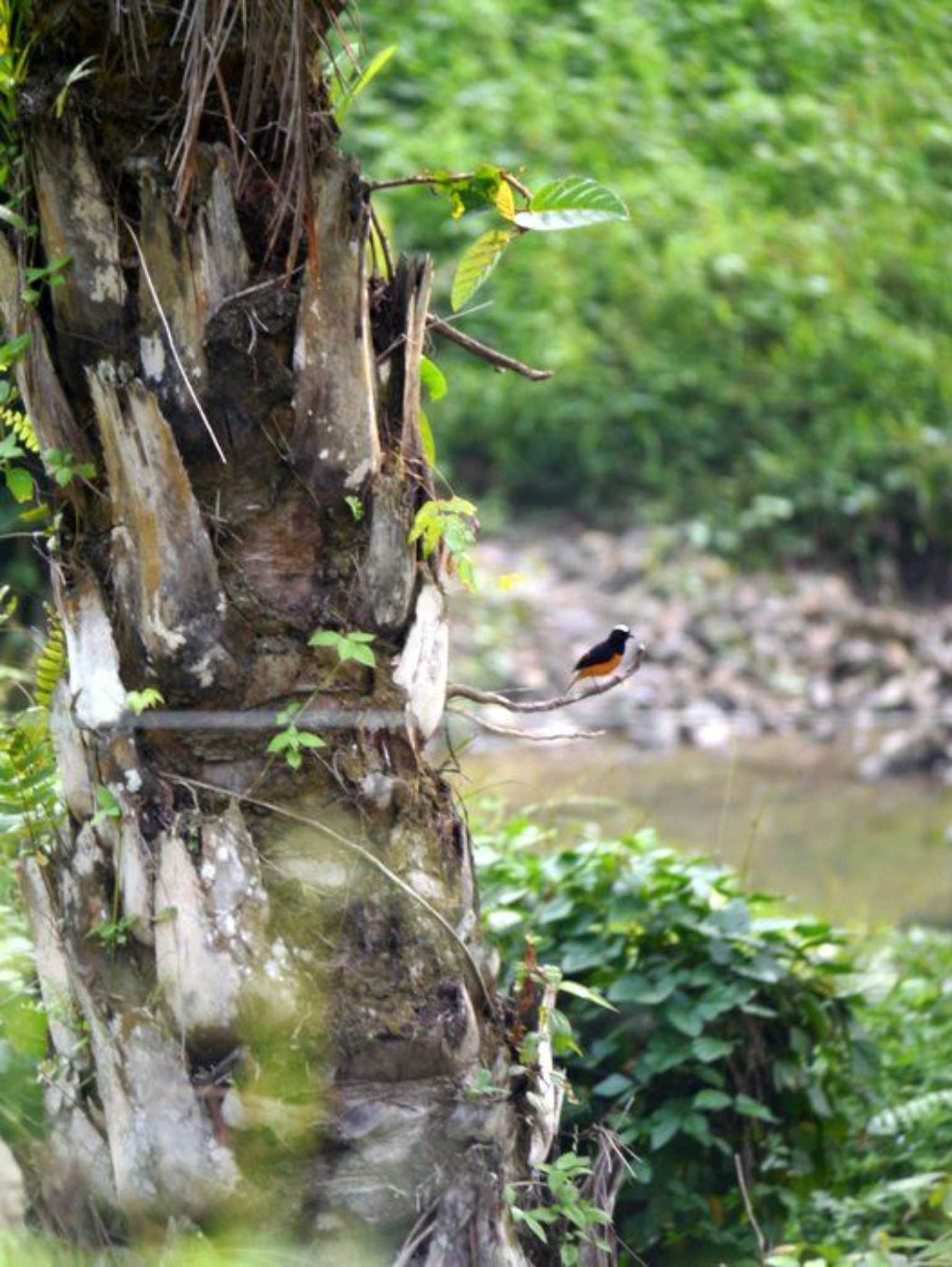 Photo of White-crowned Shama at ボルネオ by okamooo