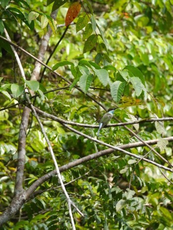 Blue-throated Bee-eater ボルネオ Mon, 10/1/2012