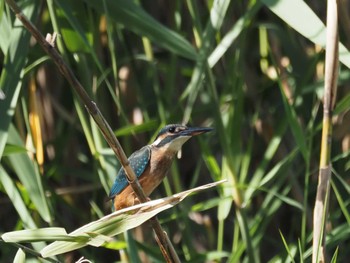 Thu, 10/12/2023 Birding report at Tokyo Port Wild Bird Park