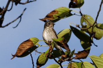 Grey-streaked Flycatcher 新潟市西区 Thu, 10/12/2023