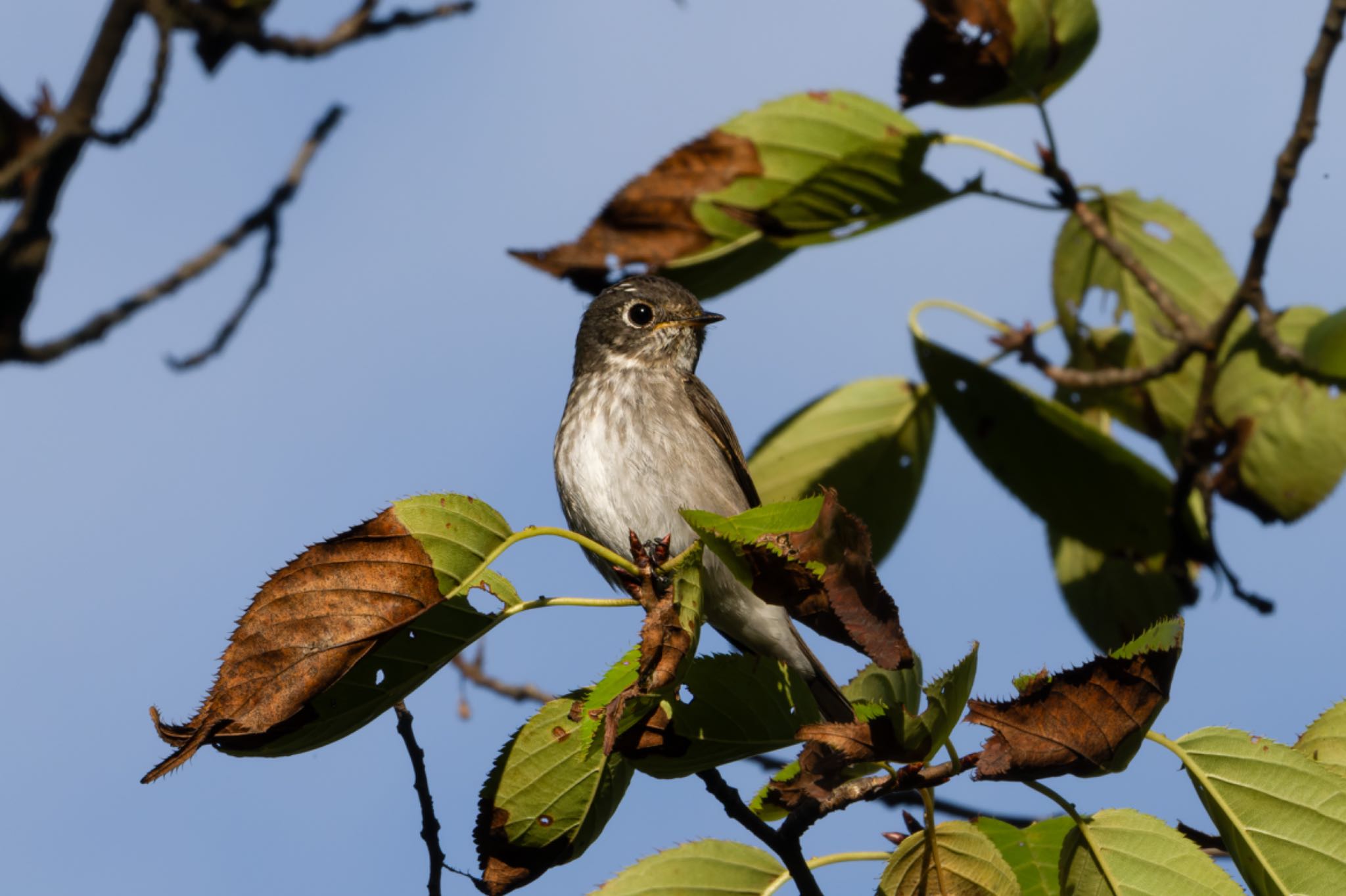 Photo of Grey-streaked Flycatcher at 新潟市西区 by ぽちゃっこ