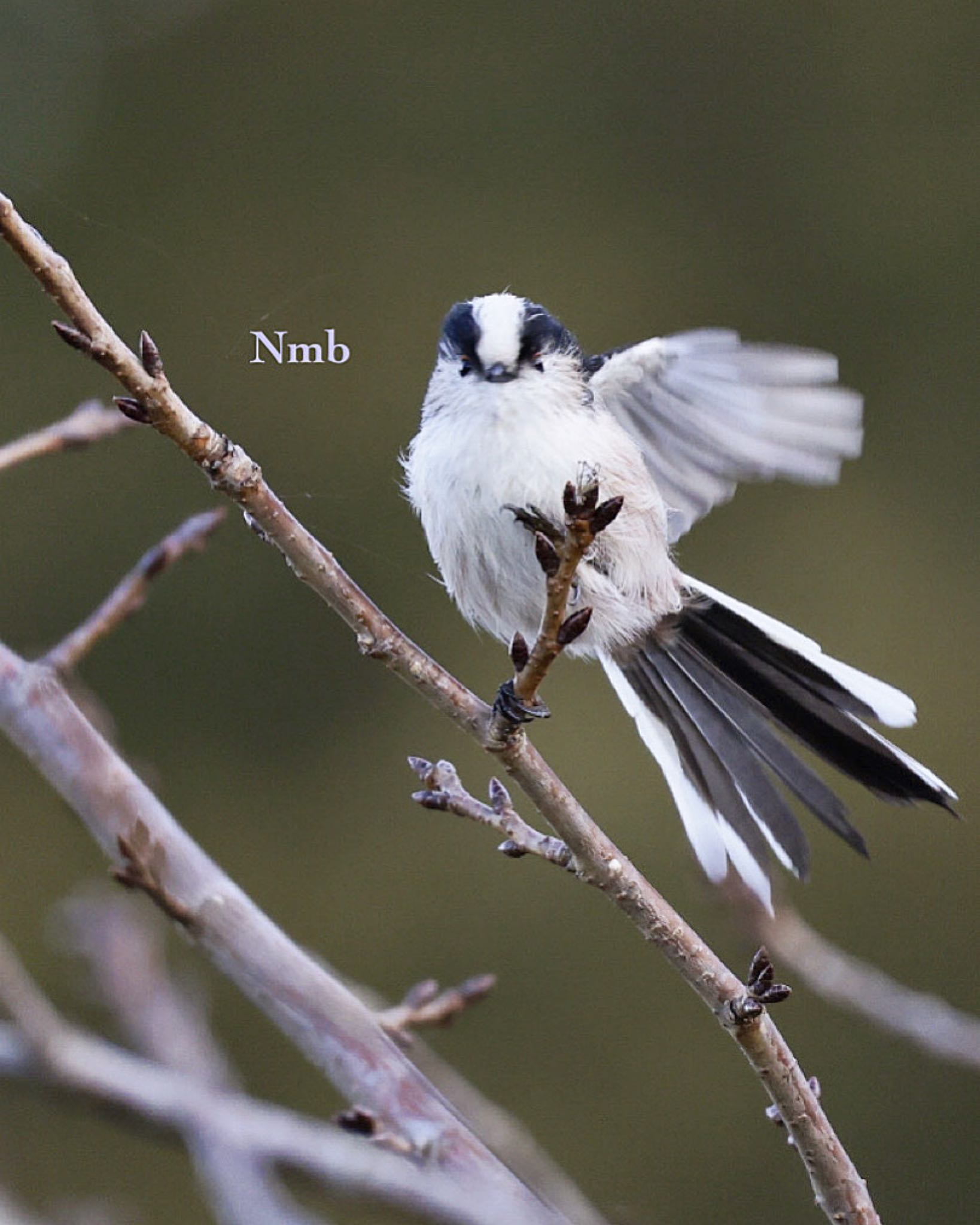 Photo of Long-tailed Tit at  by soul.number.358