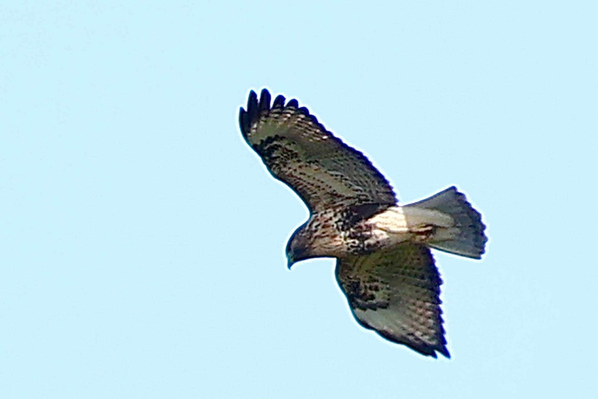 Eastern Buzzard