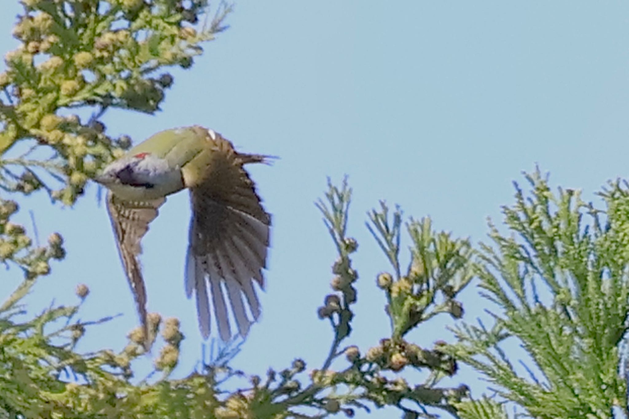 Japanese Green Woodpecker