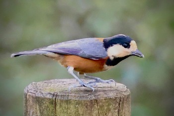 Varied Tit 伊香保森林公園 Sat, 10/7/2023