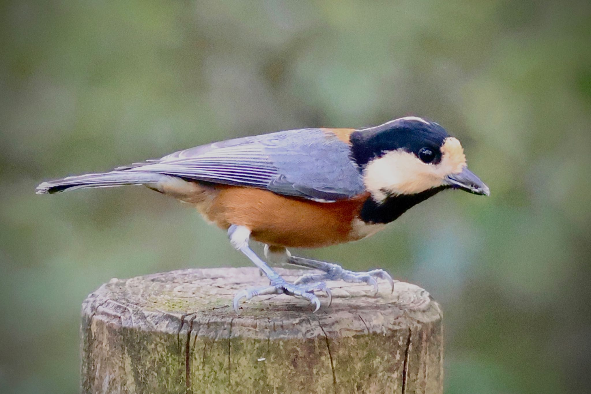 Varied Tit