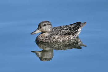 コガモ 久喜菖蒲公園 2023年10月13日(金)