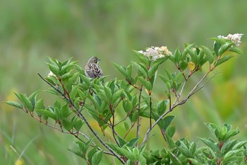 Chestnut-eared Bunting 八島湿原(八島ヶ原湿原) Mon, 8/7/2023