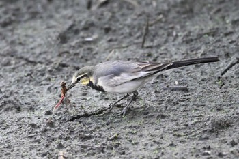 White Wagtail Unknown Spots Mon, 10/2/2023